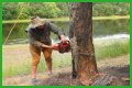 Cut down as a tree limb